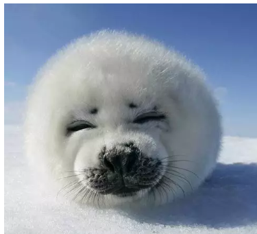 头像分辨颜值！Gay圈神技能get√ - 51虹马