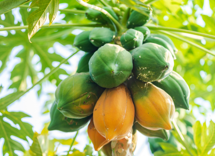 超狂男子腹痛6小时羞求医，直肠惊现20公分大木瓜：不小心塞进去的...-51虹马