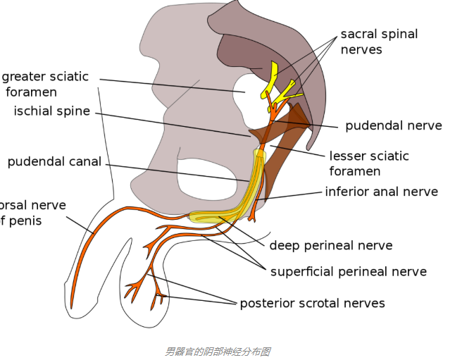农牛是不是安全合理的性行为? - 51虹马 农牛是不是安全合理的性行为? - 51虹马