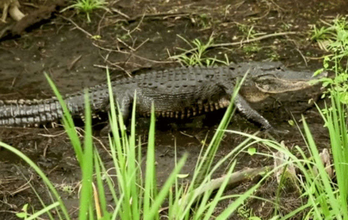 男男G片野战丛林让鳄鱼入镜 遭国际动保团体砲轰 - 51虹马 男男G片野战丛林让鳄鱼入镜 遭国际动保团体砲轰 - 51虹马