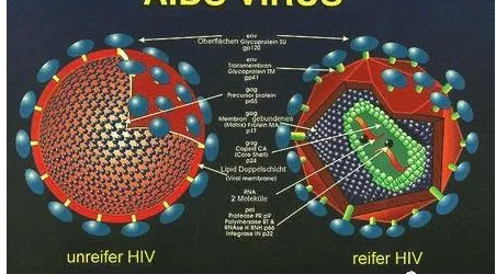 海口一男子起诉同性男子致其感染艾滋病-51虹马