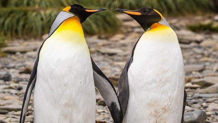 荷兰最萌小偷！企鹅夫夫想当爸想疯了，连女同志企鹅的蛋都不放过？-51虹马