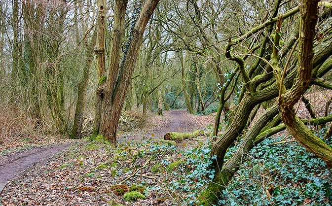 英国森林情杀案侦办中!19岁青年持扳手殴打15岁小男友致死-51虹马