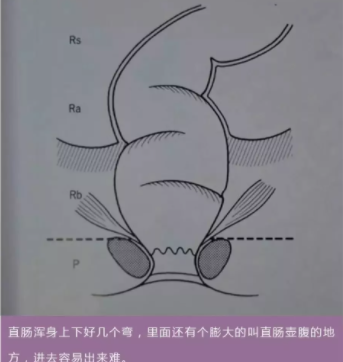 菊花的冷知识（未成年禁入版） - 51虹马