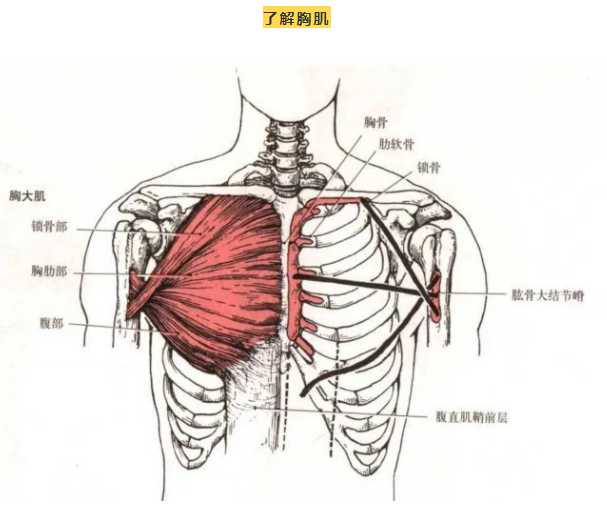​想要饱满胸肌，快来试试这组训练！ - 51虹马