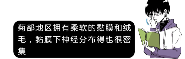 菊花的冷知识（未成年禁入版） - 51虹马