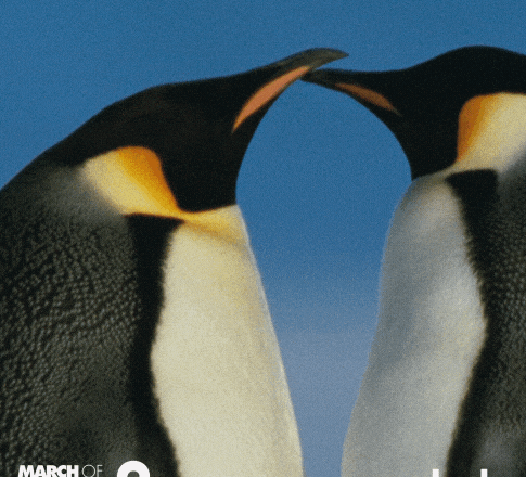 同性恋企鹅都跟男友恋爱三周年了，你呢？-51虹马