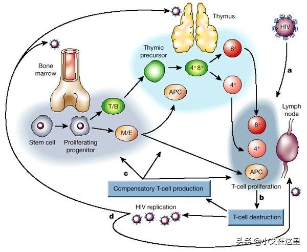 “上药”之后，医生叮嘱要定期检查CD4？它有多重要？ - 51虹马
