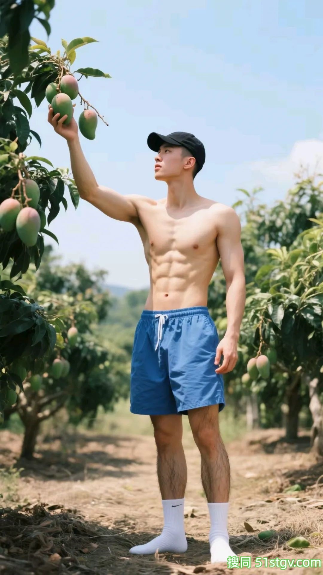 采摘香香的芒果 - 51虹马
