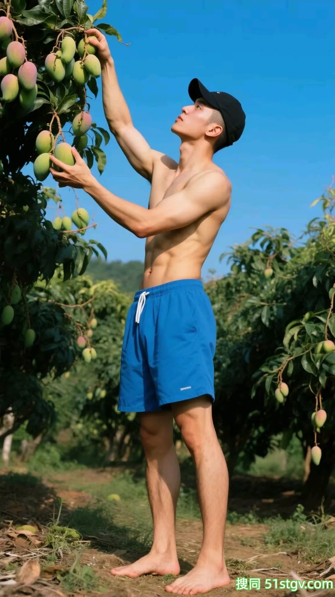 采摘香香的芒果-51虹马