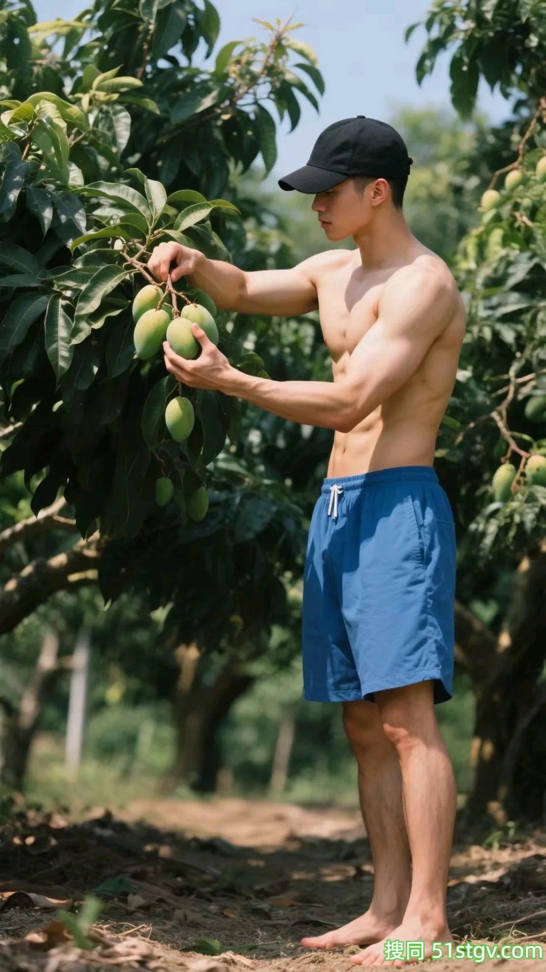 采摘香香的芒果 - 51虹马
